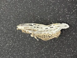 Used Brine TRUTH Mens Lacrosse Head White