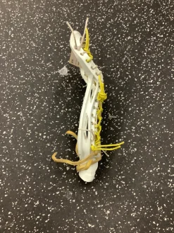 Used Nike LUNAR Womens Lacrosse Head White