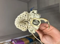 Used Warrior REVOLUTION 2.0 Mens Lacrosse Head White